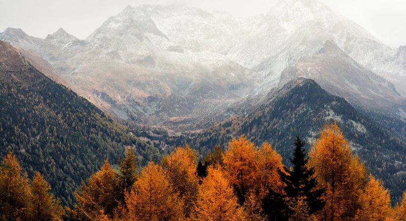 Morbus Parkinson - Dr. Walter Moser - Neurologe Wien 1050