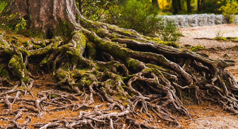 Polyneuropathie - Dr. Walter Moser - Neurologe Wien 1050