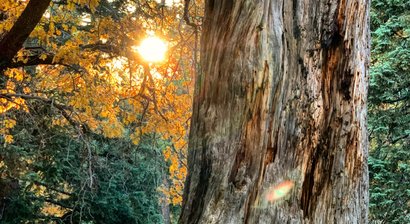 Schmerzen der Wirbelsäule