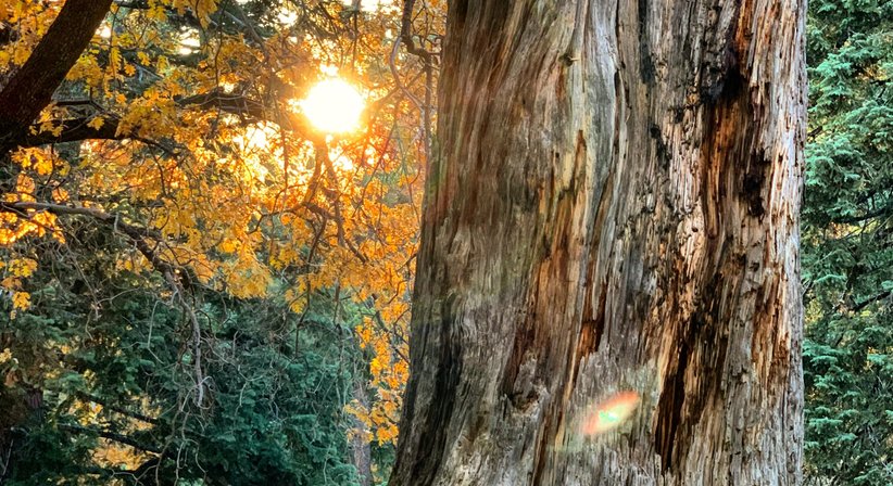Schmerzen der Wirbelsäule - Dr. Walter Moser - Neurologe Wien 1050