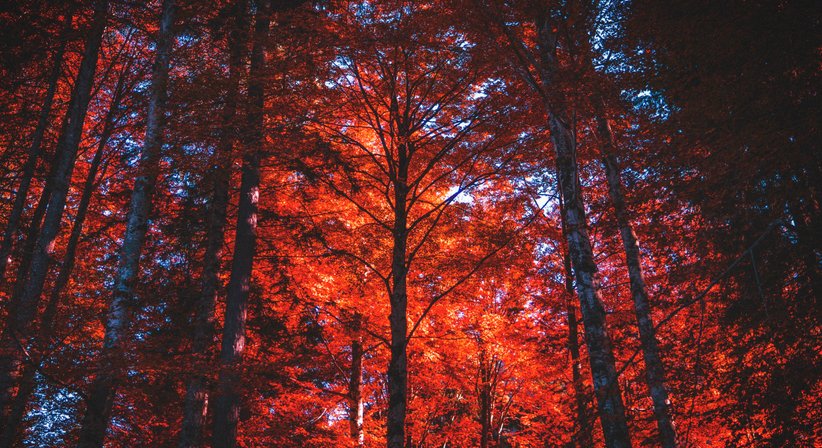 Kopfschmerzen - Dr. Walter Moser - Neurologe Wien 1050