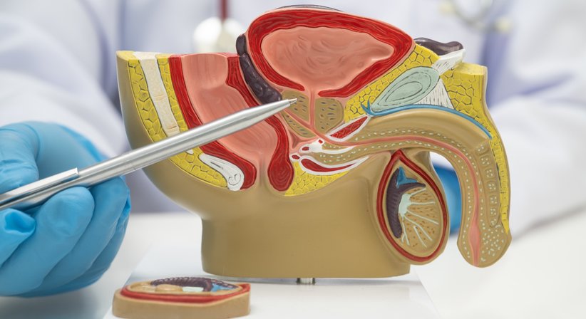 Prostata bei Uromed - Kompetenzzentrum für Urologie