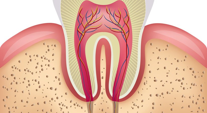 Wurzelspitzenresektion - Ing. Dr. Gernot Blabensteiner - Zahnarzt Schweiggers 3931