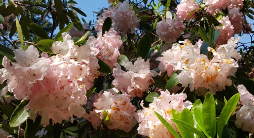 Allergien / Allergietest, Beratung und Therapie - Dr. Andrea Vogel - HNO-Ärztin Wien 1130