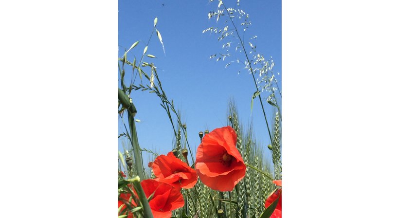 Allergien / Allergietest, Beratung und Therapie - Dr. Andrea Vogel - HNO-Ärztin Wien 1130