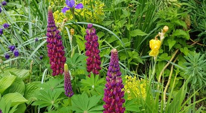 Allergien / Allergietest, Beratung und Therapie