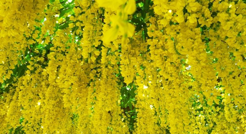 Allergien / Allergietest, Beratung und Therapie - Dr. Andrea Vogel - HNO-Ärztin Wien 1130