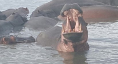 Schluckprobleme und Stimmstörungen