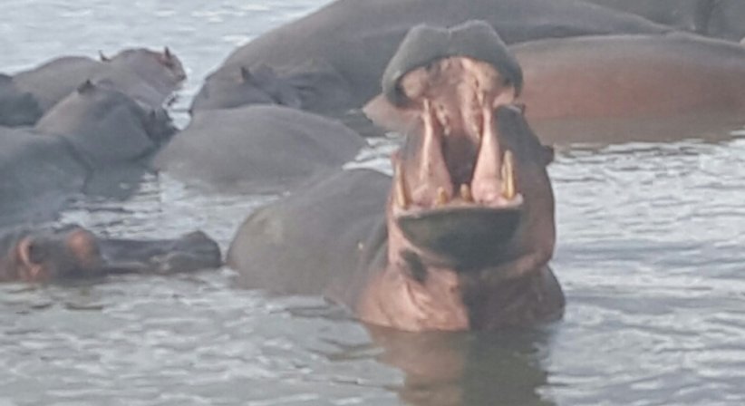 Schluckprobleme und Stimmstörungen - Dr. Andrea Vogel - HNO-Ärztin Wien 1130