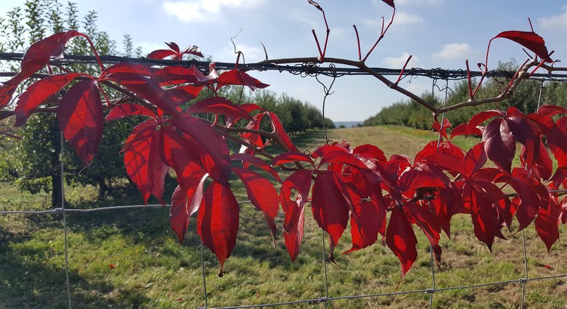 Tinnitusbehandlung  - Dr. Andrea Vogel - HNO-Ärztin Wien 1130