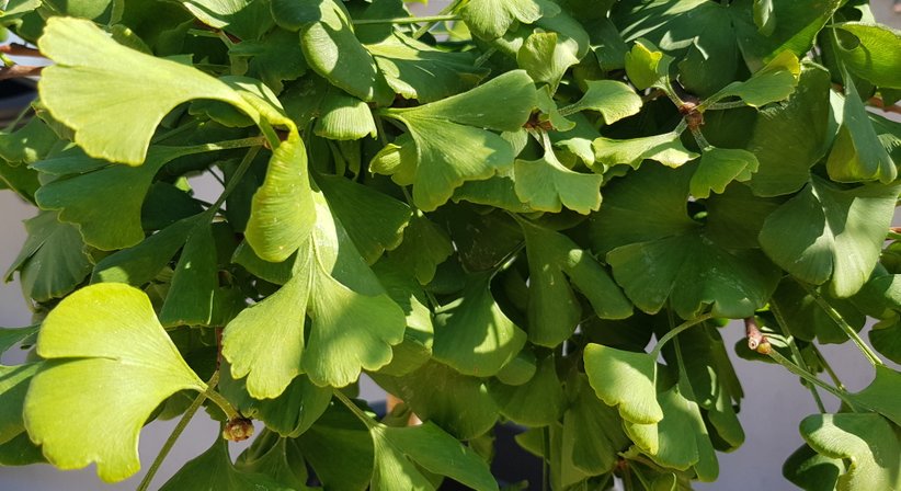 Tinnitusbehandlung  - Dr. Andrea Vogel - HNO-Ärztin Wien 1130