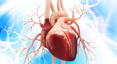 Herzultraschall (Echokardiografie)