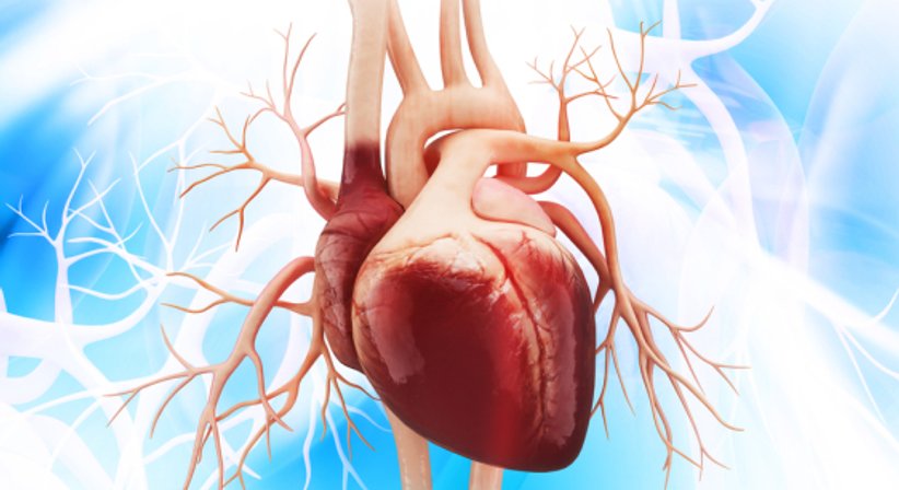 Herzultraschall (Echokardiografie) - Dr. Tania Fuchs, MSc. - Internistin Wien 1010