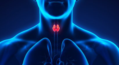 Erkrankungen der Schilddrüse