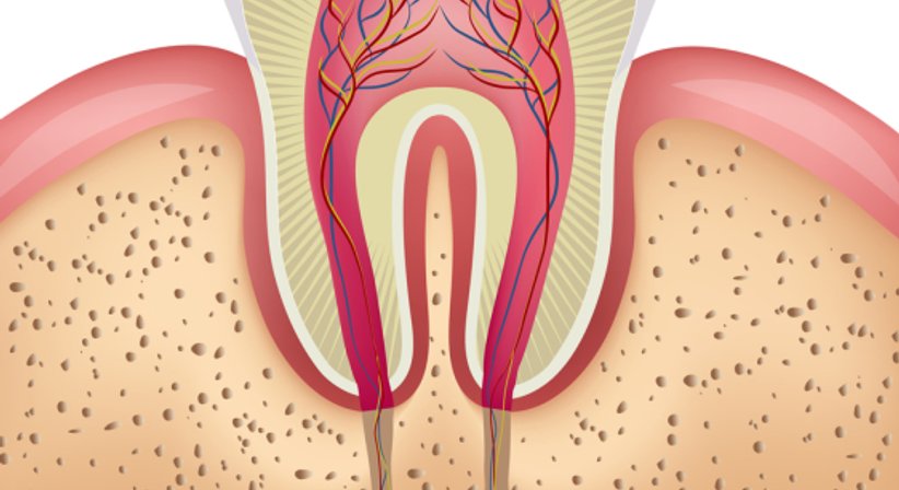Wurzelbehandlung - Dr. med. dent. Daniela Skiba, MSc - Zahnärztin Wien 1010