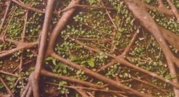 Krebsnachsorge -