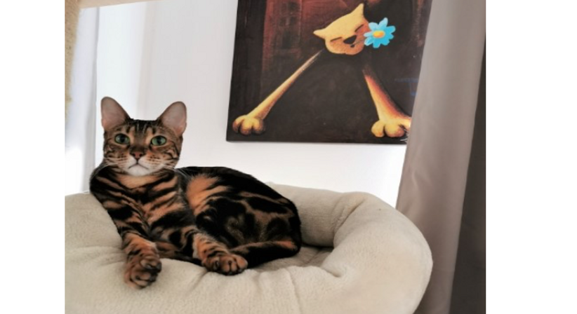 Therapiekatzen  - Dr. Eva Brunegger - Praktische Ärztin Graz 8020