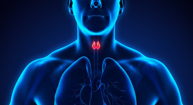 Ultraschall der Schilddrüse (Schilddrüsensonografie) - Dr. Tania Fuchs, MSc. - Internistin Klosterneuburg 3400