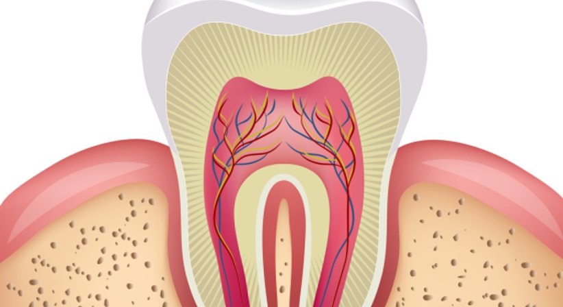 Wurzelbehandlungen - Dr. Katharina Sas - Zahnärztin Wien 1120