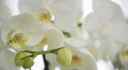 Dr. Alexander Puchner, MSc - Zahnarzt Neunkirchen 2620