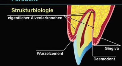 Paradontologie Zahnfleischtherapie