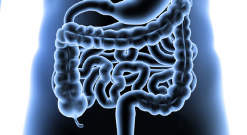 Koloskopie - OA Dr. Gregor Ulbrich - Internist Wien 1080