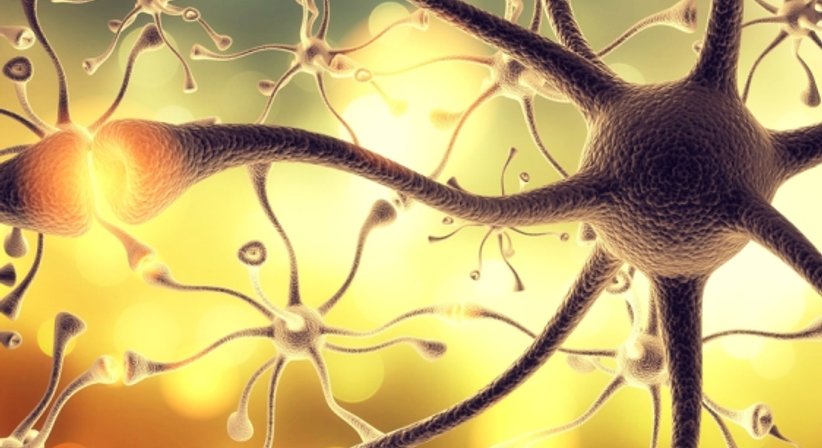 Nervenchirurgie - Univ-Prof. Dr. med. Christine Radtke - Plastische Chirurgin Wien 1010