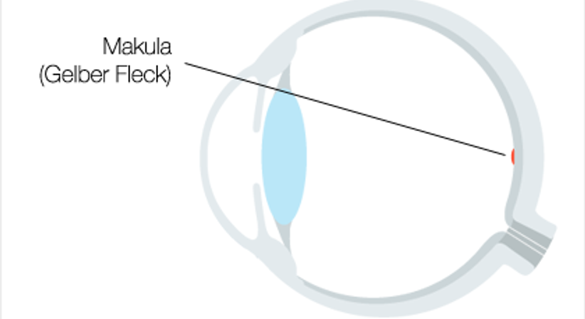 Auge: Kurzsichtigkeit, Weitsichtigkeit, Hornhautverkrümmung - Dr. Victor Derhartunian, FEBO - Augenarzt Wien 1010
