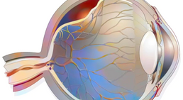 OA Dr. med. univ. Reza Fazeli - Augenarzt Wien 1040