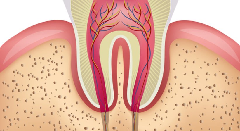 Wurzelspitzenresektion - Dr.med.univ. Thomas Merhaut, MSc - Zahnarzt Wien 1010