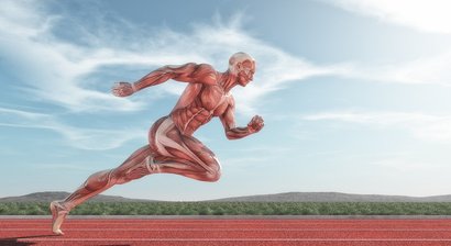 Gelenke - Muskeln und Faszien