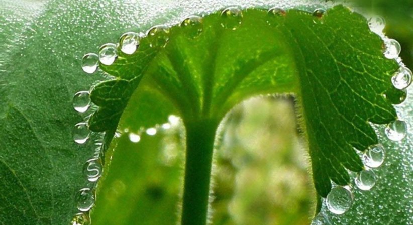 Frauen-Naturheilkunde - Dr. med. univ. Gabriele Haitzmann - Frauenärztin Salzburg 5020