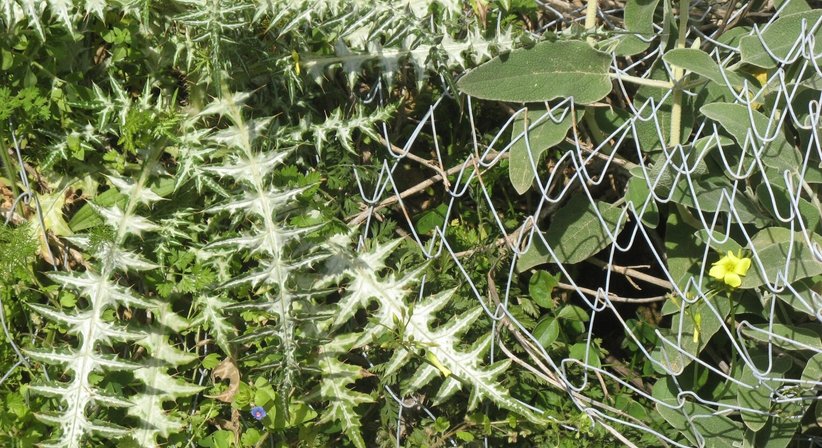 Migräne/Kopfschmerzen - Univ.Doz. Dr. Josef Spatt - Neurologe Wien 1070