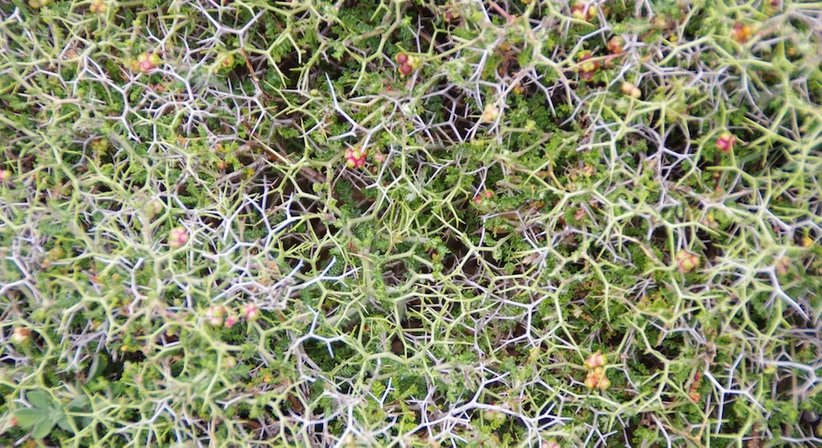 English - Univ.Doz. Dr. Josef Spatt - Neurologe Wien 1070