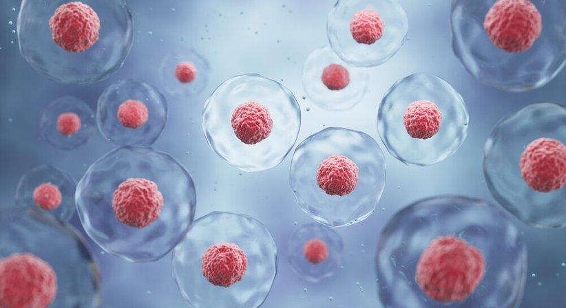 Autologe Stammzellentherapie - regenerative Medizin - Dr. Greta Lorenz, BSc (WU) - Orthopädin Wien 1170