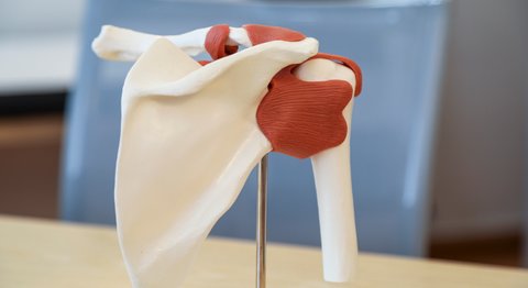 OA Dr. med. univ. Stefan Eipeldauer - Orthopäde Baden 2500