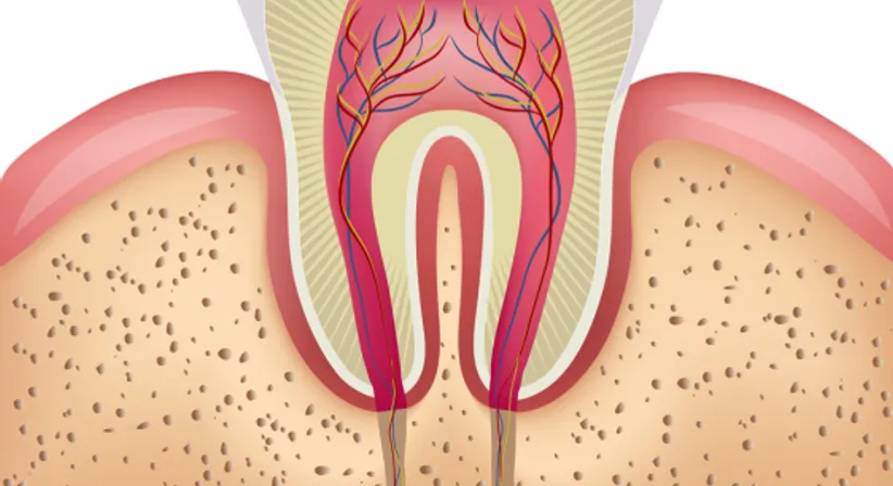 Wurzelbehandlung - Dr. med. dent. Viktor Angelov, MSc. - Zahnarzt Wien 1020
