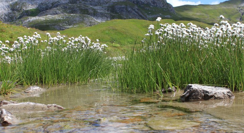 Bauchhypnose - Dr. Elisabeth Schartner - Internistin Wien 1230