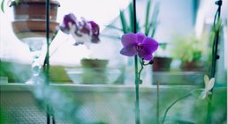 Praxis - Dr.med. univ. Sigrun Roßmanith - Psychiaterin Wien 1090