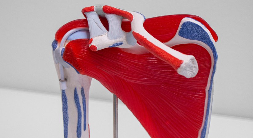 Rotatorenmanschette - OA Priv.-Doz. DDr. Paul Siegert - Orthopäde Wien 1170