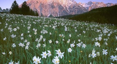 Berg- und Höhenmedizin, Alpinmedizin, Bergsport, Skibergsteigen