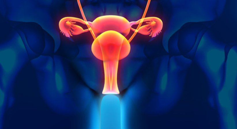 Vaginal-Ultraschall - Dr. med. Moustafa Eltelby - Frauenarzt Wien 1200