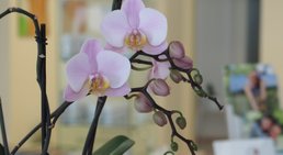 Dr. Sonja Spitz - Orthopädin Wien 1190