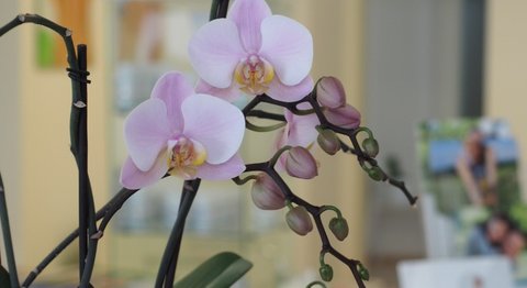 Dr. Sonja Spitz - Orthopädin Wien 1190