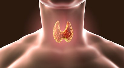 Schilddrüsendiagnostik / Schilddrüsenultraschall