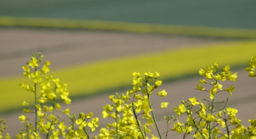 Lifestyle-und Ernährungsberatung - Dr. Birgit Mayr - Praktische Ärztin Wien 1010
