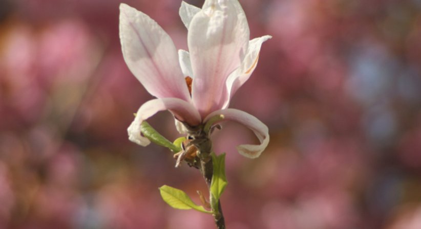 Angststörungen - Dr. Birgit Mayr - Praktische Ärztin Köflach 8580