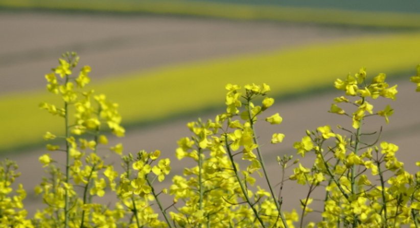 Lifestyle-und Ernährungsberatung - Dr. Birgit Mayr - Praktische Ärztin Köflach 8580