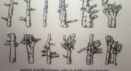 Wurzelbehandlung -
