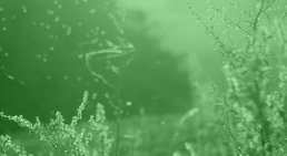 Allergie -